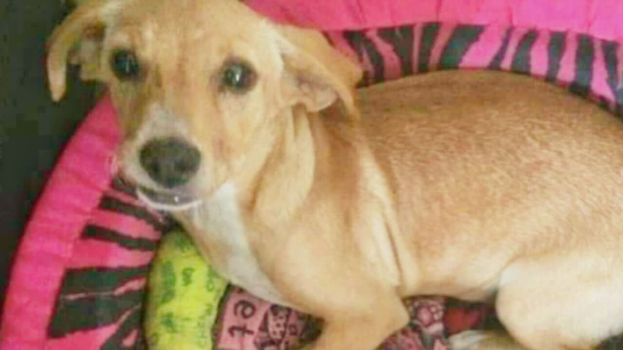 Laika fue cruelmente asesinada en Buga, Valle del Cauca.