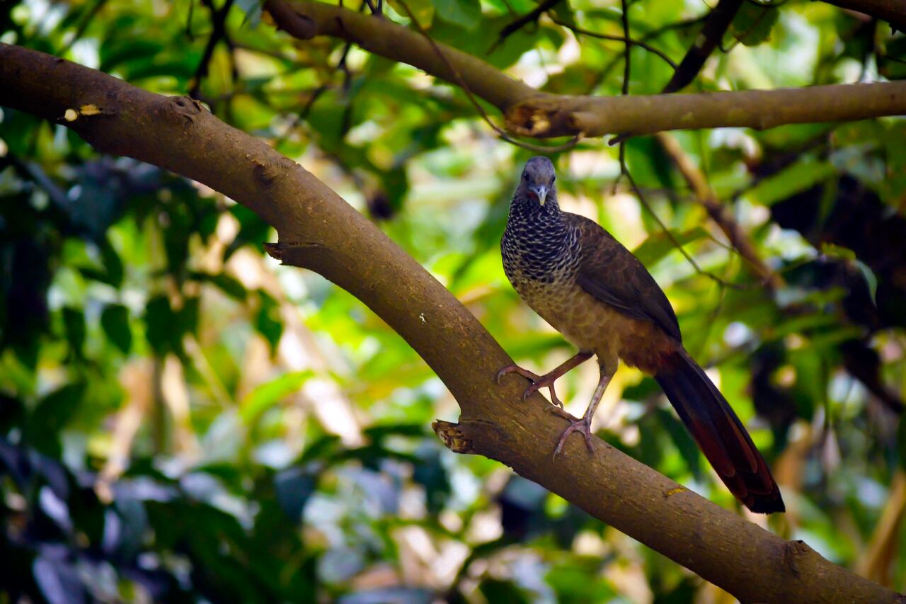 Reportaje gráfico humedales de Cali. Humedal Panamericano. Cali Valle del Cauca