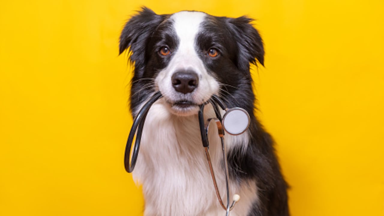 cuidados de los perros y causas de muertes.