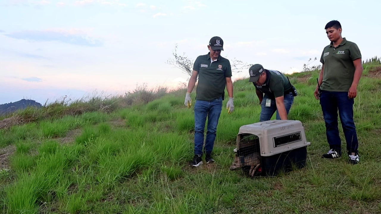 En el guacal se encuentra un Zorro Cañero.
