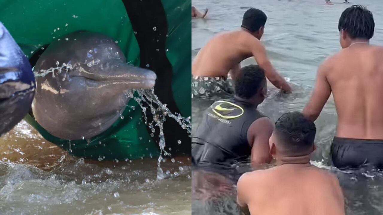 Los bañistas lo ayudaron; sin embargo, las autoridades dicen que es importante seguir un protocolo para conservar la vida del animal como de las personas.