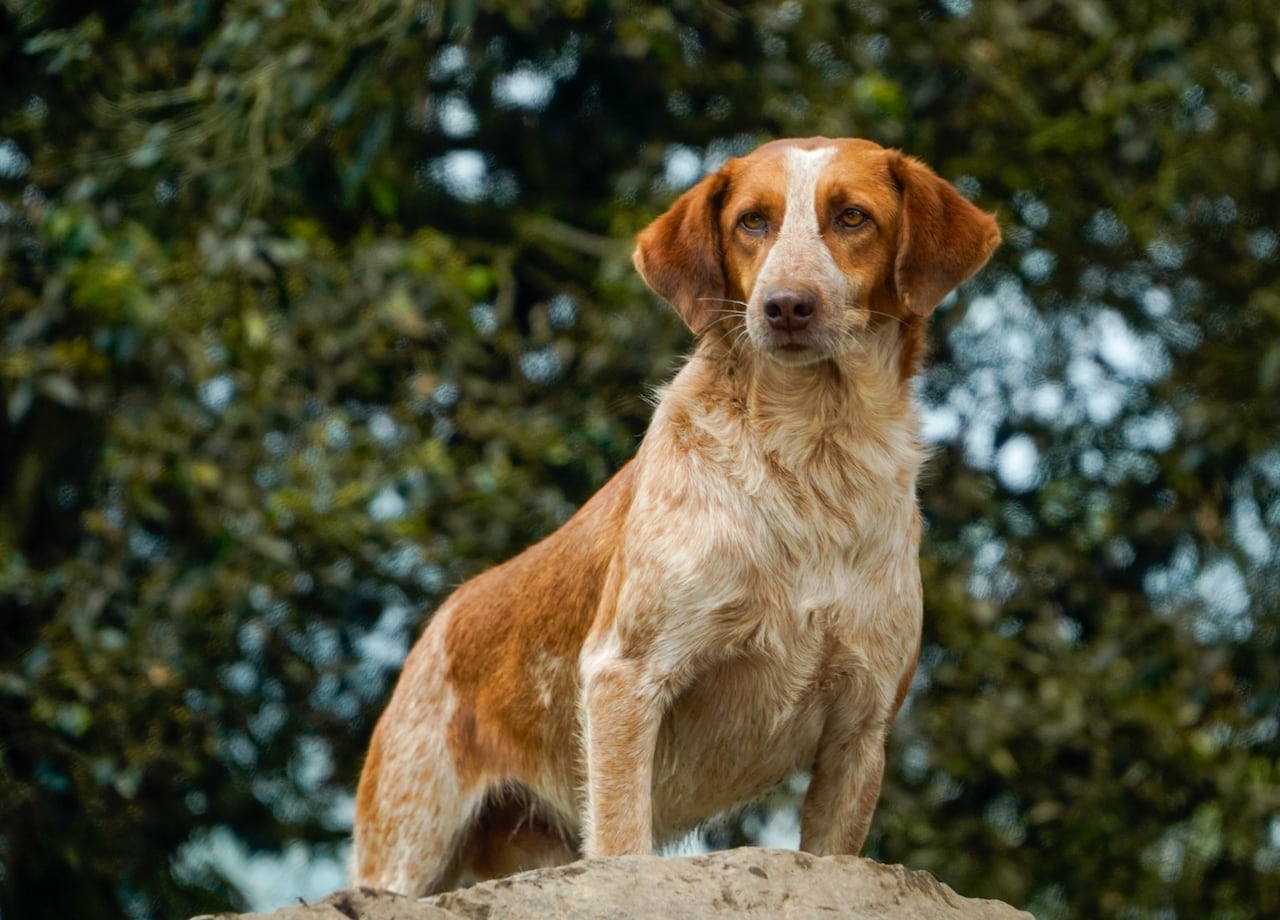 La adopción es solo el primer paso. Descubra cómo hacer verdaderamente feliz y sano a un perro.