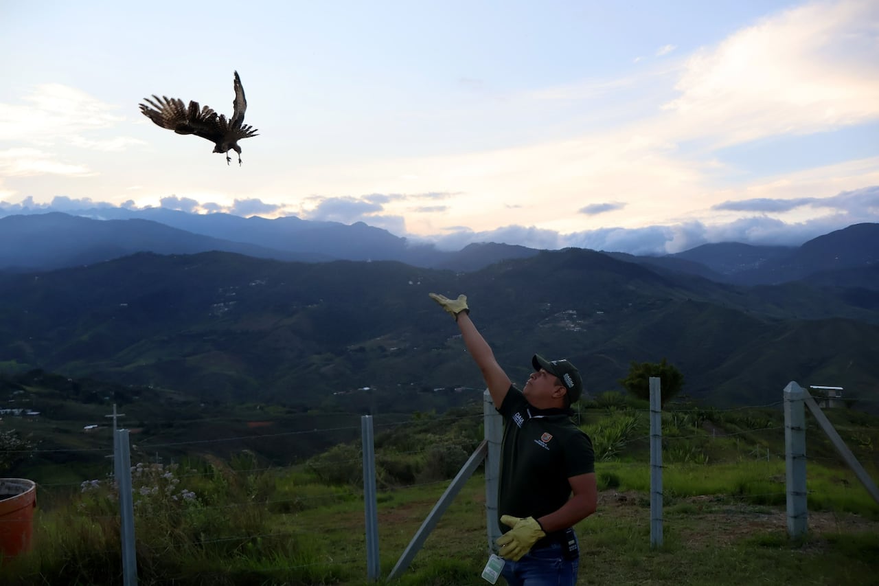 Gavilan Chimango emprendiendo el vuelo en su liberación.