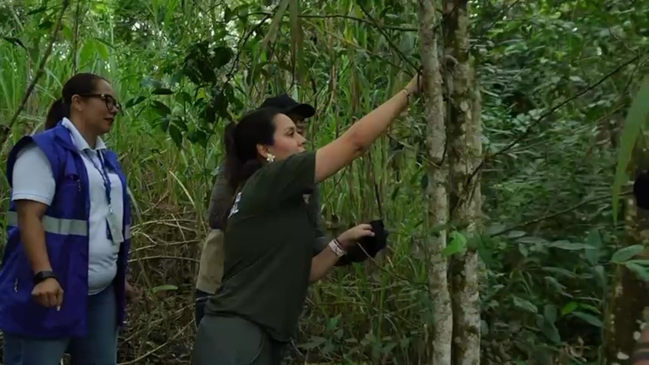 Entre las especies liberadas hubo aves, reptiles y mamíferos.