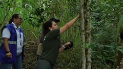 Entre las especies liberadas hubo aves, reptiles y mamíferos.