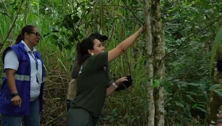 Entre las especies liberadas hubo aves, reptiles y mamíferos.