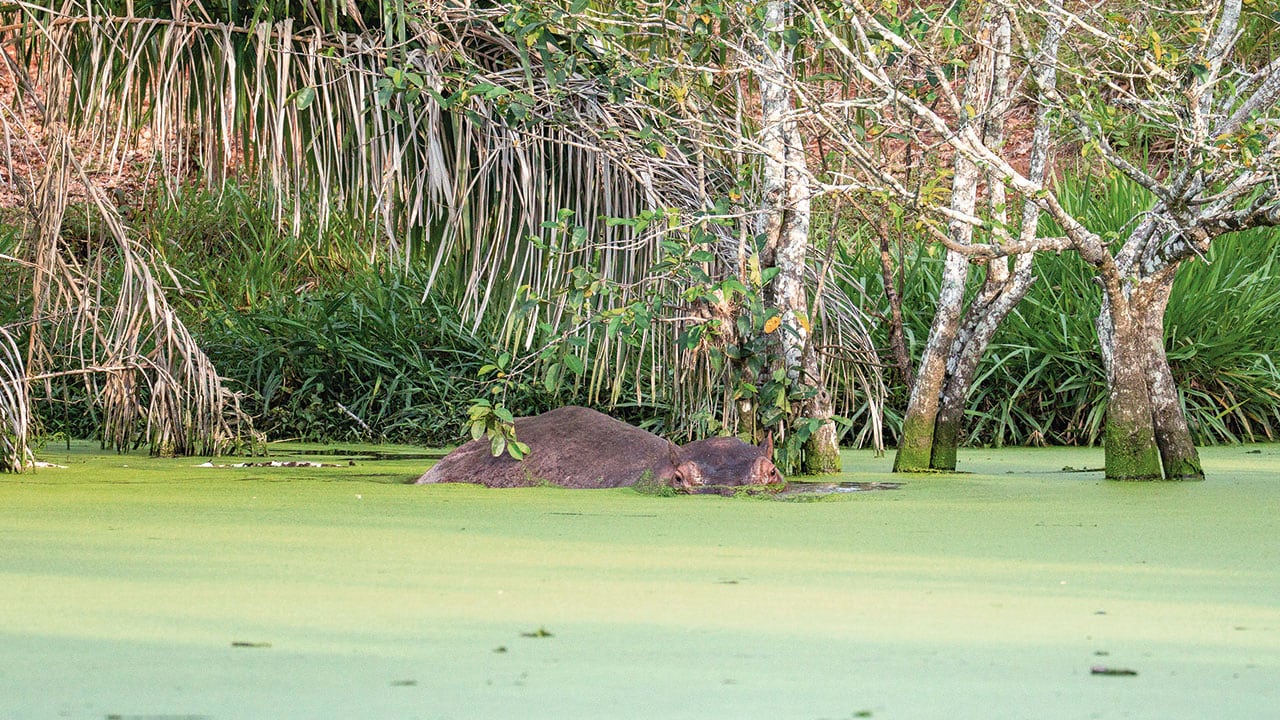 Los hipopótamos, al ser considerados una especie invasora, han depredado gran parte de la flora y la fauna de varios corregimientos de Antioquia y Santander. Salen por las noches.