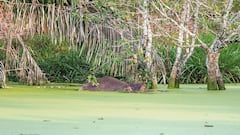 Los hipopótamos, al ser considerados una especie invasora, han depredado gran parte de la flora y la fauna de varios corregimientos de Antioquia y Santander. Salen por las noches.