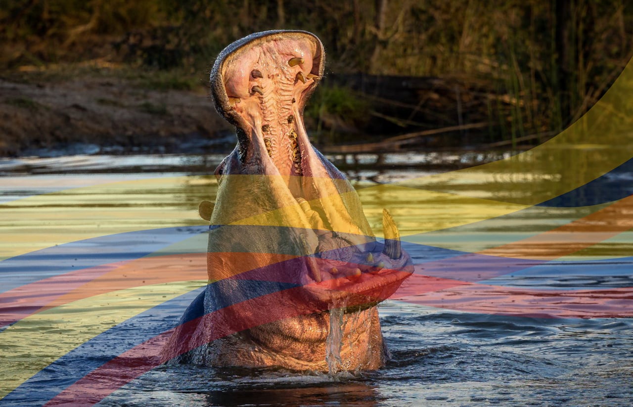 Hipopótamos en Colombia: justicia respalda la eutanasia.