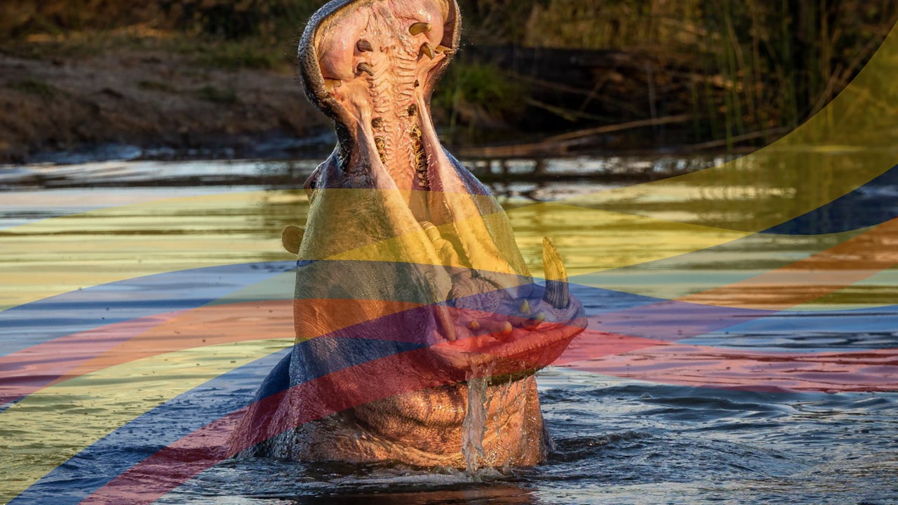 Hipopótamos en Colombia: justicia respalda la eutanasia.