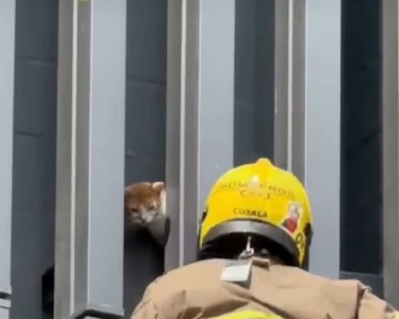 Bomberos de Cali rescatan a un gato en el centro; estaba a 7 metros de altura