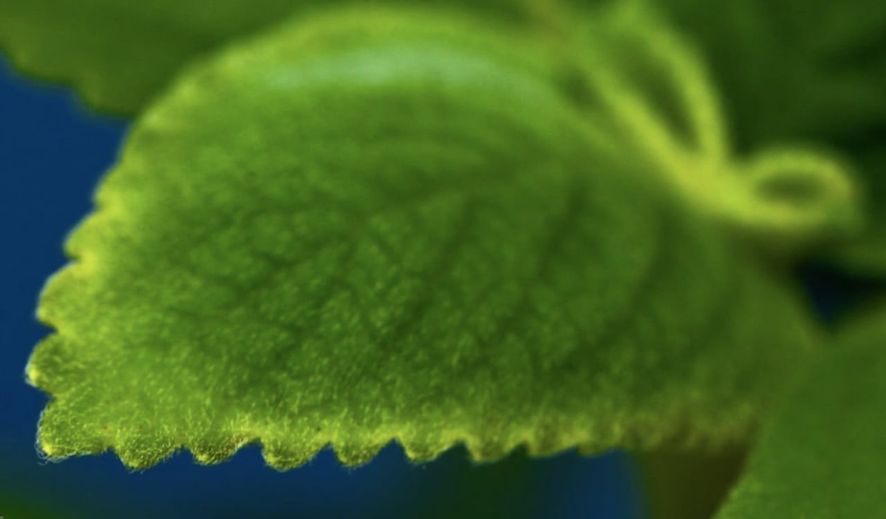 El boldo es una planta medicinal esencial para limpiar el hígado