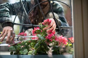 Entre los jardineros aficionados, circula el rumor sobre un abono líquido capaz de desencadenar una floración exuberante en los geranios, generando un interés creciente en esta innovación hortícola.