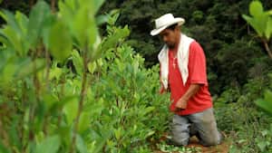 En Vista Hermosa, Puerto Rico y Briceño la erradicación voluntaria avanza, pero piden más celeridad en la puesta en marcha de los proyectos productivos.