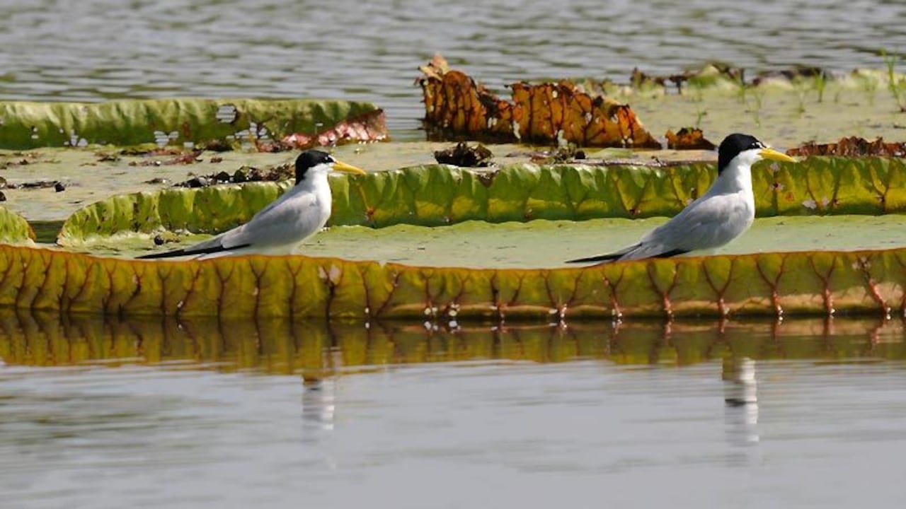 Conexión Jaguar apoya proyectos de conservación como lo es el mayor humedal del mundo en la región del Pantanal de Brasil, declarado por la UNESCO como reserva de la biosfera.