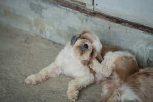 Perro de raza Shih Tzu