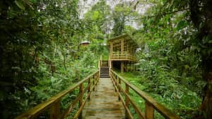 Tutunendo ha sido declarado como uno de los sitios de mayor pluviosidad y biodiversidad del Pacífico colombiano y como una importante área de conservación.