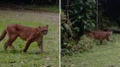 Puma cerca de Cali