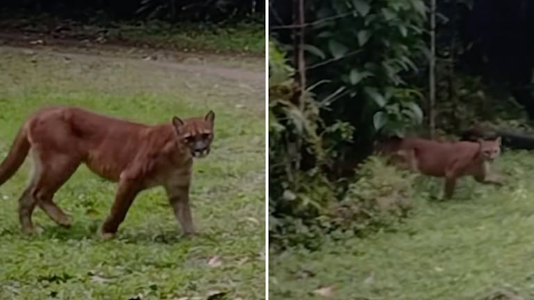 Puma cerca de Cali