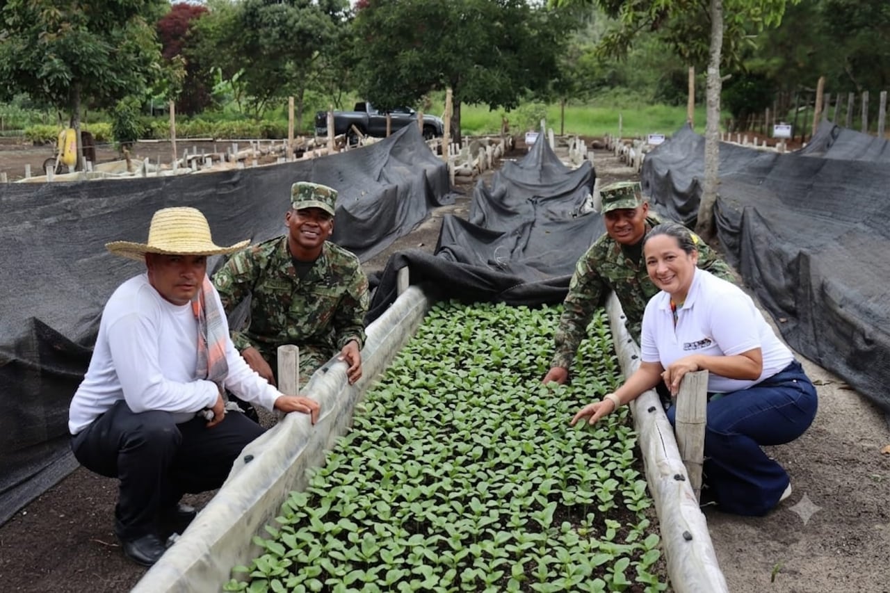 Soldados del Batallón de Apoyo de Acción Integral y Desarrollo No 3 reciben capacitación del Comité de Cafeteros del Cauca para fortalecer la producción de material vegetal de alta calidad.