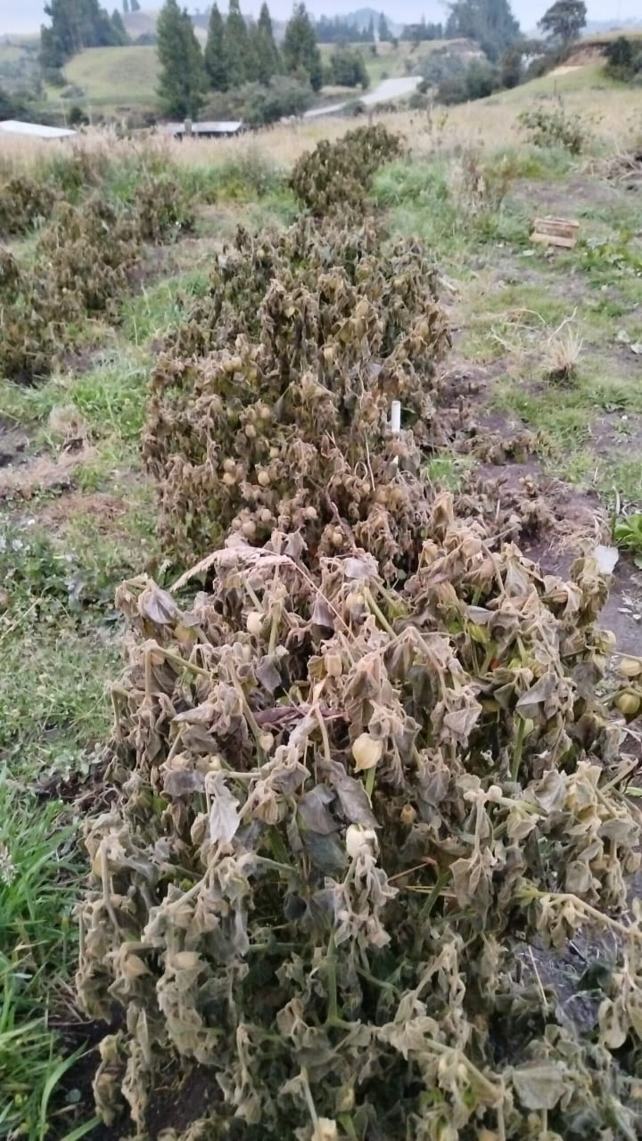 La afectación no solo fue en Coconuco, la contaminación por la caída de ceniza llegó también a otros sectores aledaños al Volcán como Sotará y Paletará. Ahora sus habitantes temen por su salud y la seguridad de sus animales y cultivos.