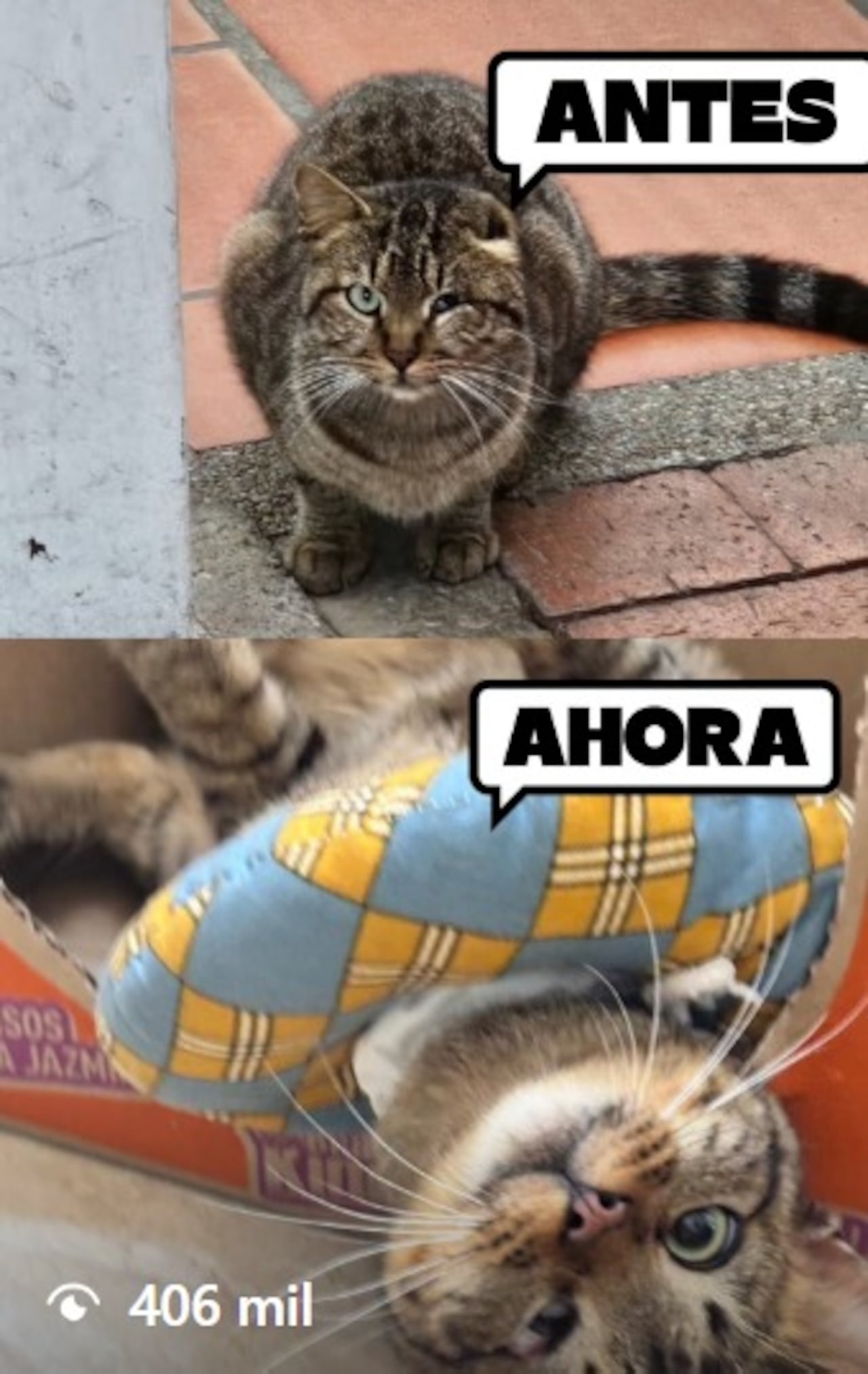 Un gato herido encontró a una veterinaria durante las elecciones y hoy tiene un nuevo hogar.