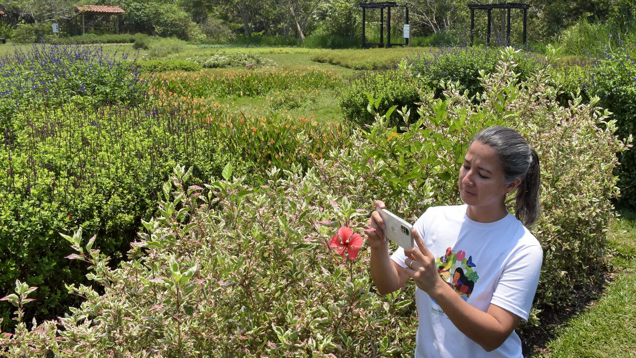En un recorrido por el Parque Ambiental Corazón de Pance se puede visibilizar su majestuosidad, en lo corrido del año miles de visitantes han visitado este parque y han podido disfrutar de la belleza de la fauna y flora que habita en este espacio.