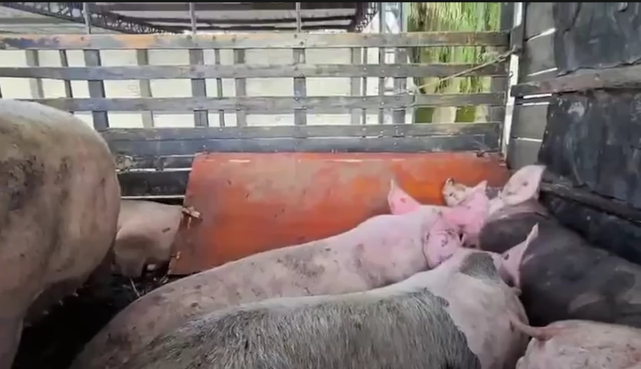 El listado se completó con el hallazgo de cuatro lechones destetos de aproximadamente 40 kilogramos cada uno.