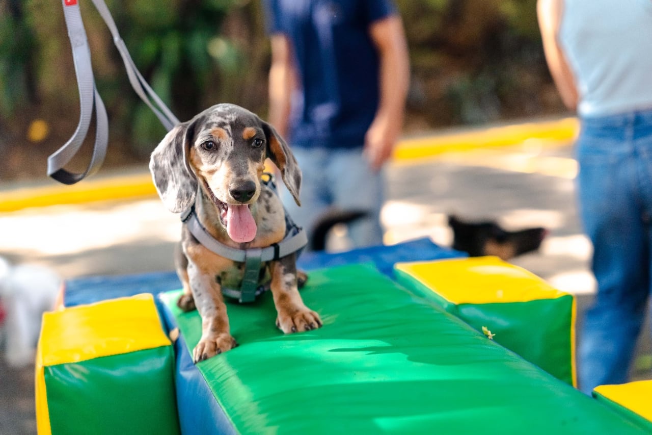 Unimascotas reunirá este fin de semana a familias caleñas y sus animales de compañía en una jornada con actividades de bienestar, entretenimiento y aprendizaje.