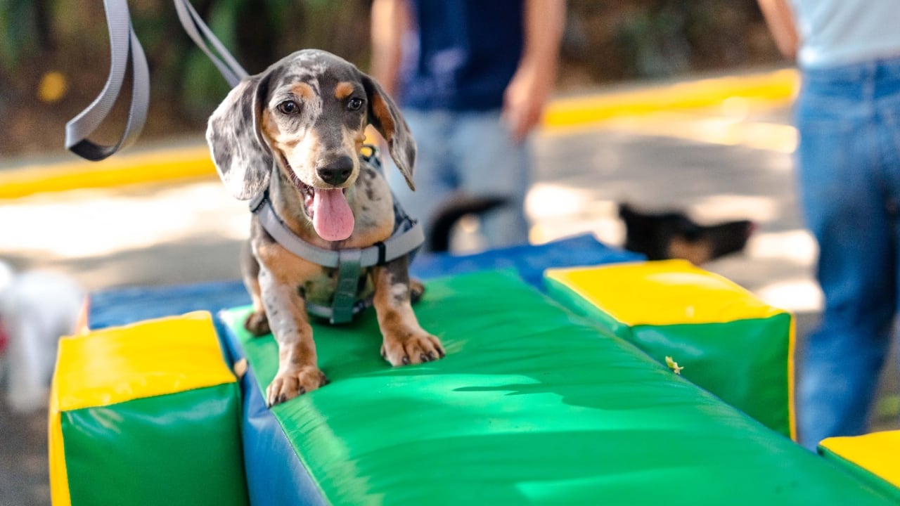 Unimascotas reunirá este fin de semana a familias caleñas y sus animales de compañía en una jornada con actividades de bienestar, entretenimiento y aprendizaje.