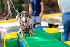 Unimascotas reunirá este fin de semana a familias caleñas y sus animales de compañía en una jornada con actividades de bienestar, entretenimiento y aprendizaje.