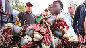 Varias cajas con cangrejos azules fueron decomisadas por las autoridades.