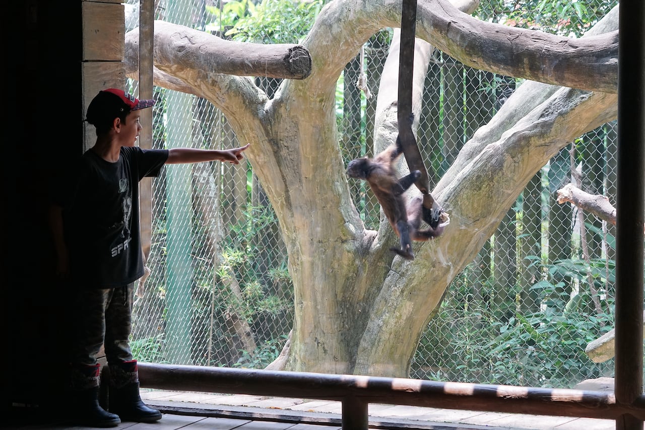 Este sábado 20 y el próximo 27 de mayo, todos los niños menores de 12 años podrán entrar sin pagar al Zoológico de Cali.