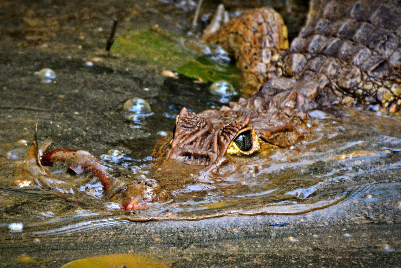 La Corporación Autónoma Regional del Valle del Cauca (CVC) realiza periódicamente liberaciones de fauna silvestre rescatada del tráfico ilegal y entregas voluntarias en el Pacífico colombiano, devolviendo especies como tortugas, caimanes y boasa su hábitat natural tras procesos de rehabilitación, reforzando su mensaje de que los animales silvestres no son mascotas y promoviendo la denuncia de tráfico ilegal.