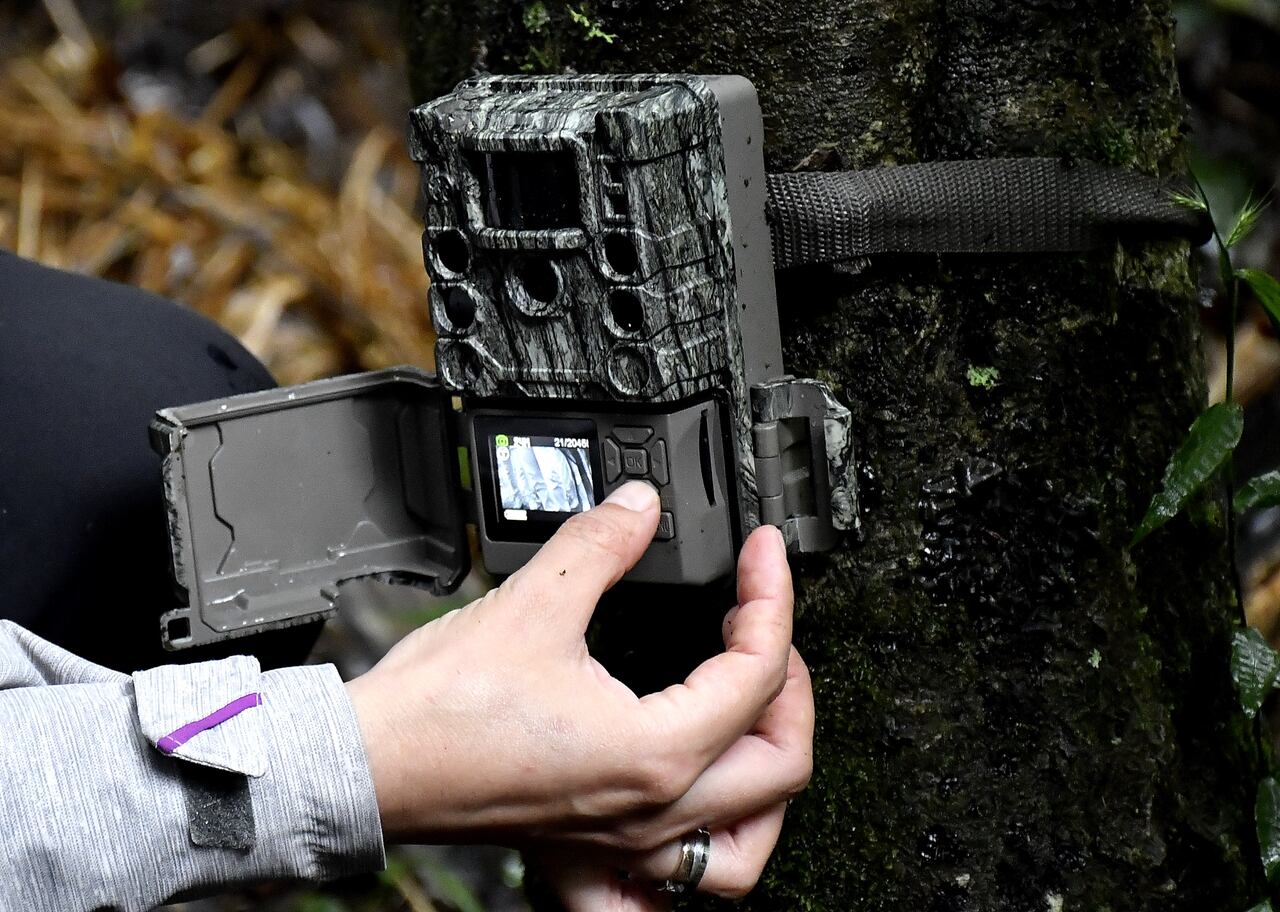 CVC INSTALARÁ 200 CÁMARAS TRAMPA PARA MONITOREAR FAUNA DEL VALLE
Harán parte de la Red Otus, la primera red nacional de cámaras trampa del mundo, de la que hacen parte 33 corporaciones autónomas, Conservación Internacional y el Instituto Humboldt y que procesa las imágenes con Inteligencia Artificial a través de la plataforma Wildlife Insights.