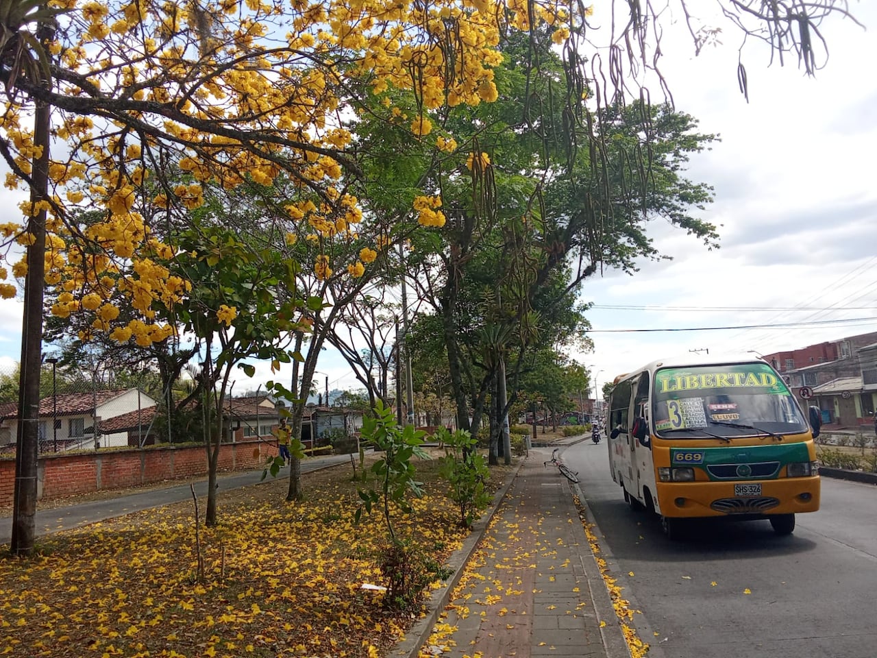 Varios tramos de la carrera sexta están adornados gracias a los guayacanes.