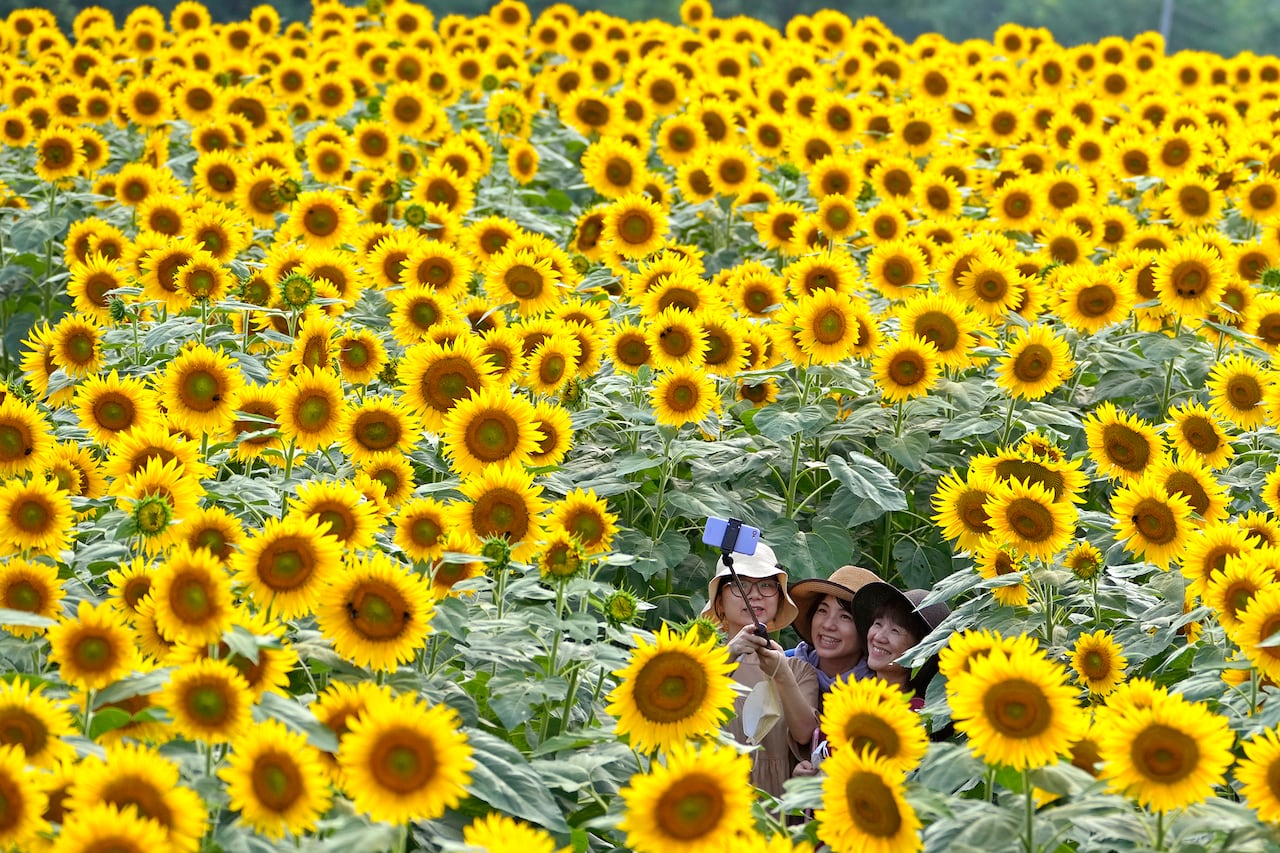 Fotos de la semana 12 agosto