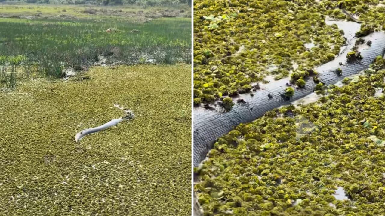 Las imágenes fueron publicadas por el fotógrafo en redes sociales.