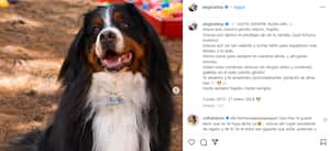 Napoleón, perrito de Alejandra Giraldo, de Noticias Caracol, falleció el 27 de enero.