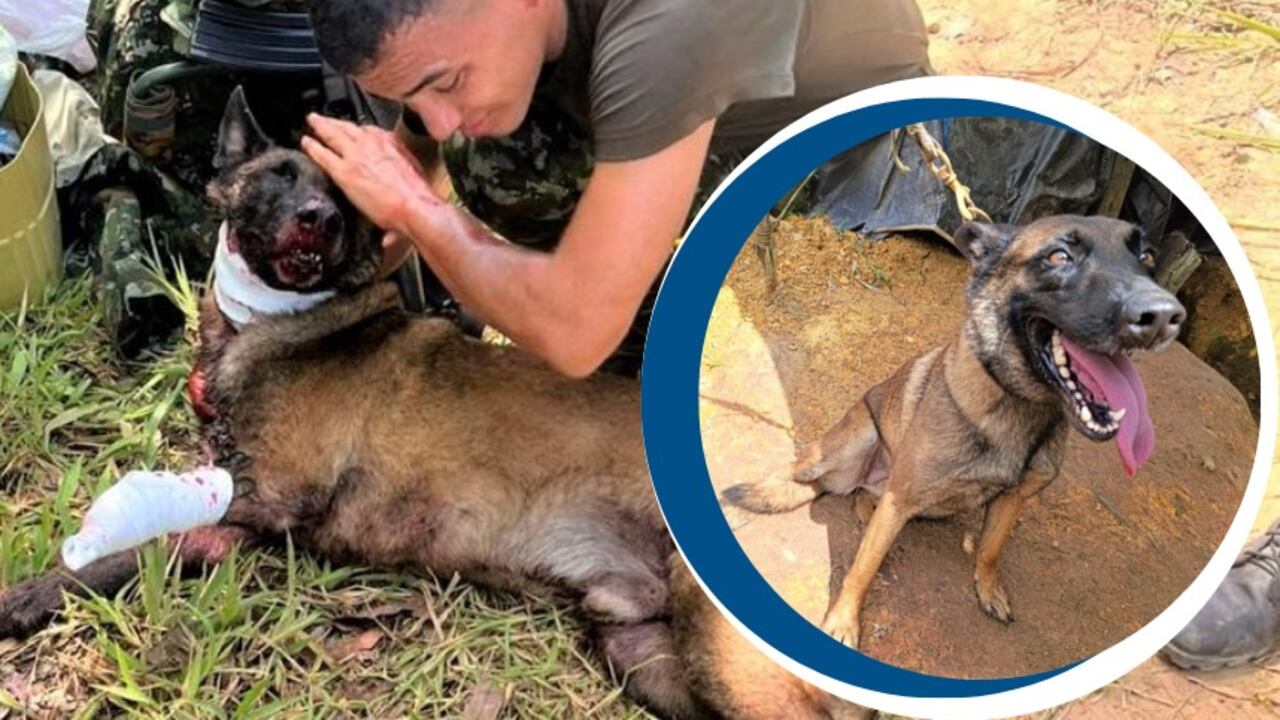 Un canino detuvo una tragedia: detectó explosivo y salvó a un pelotón militar en Antioquia.