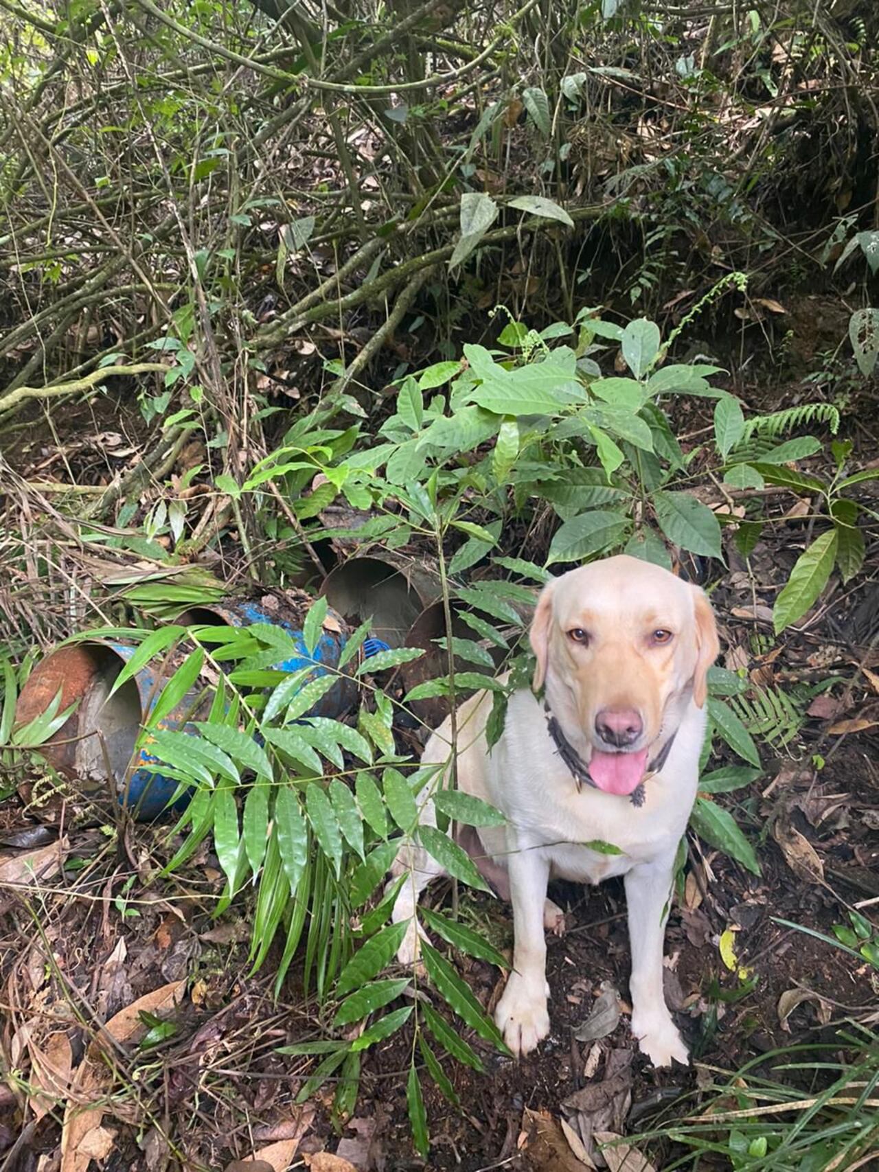 Autoridades hallaron explosivos en los Farallones de Cali. Eran del Frente Jaime Martínez de las Disidencias de las Farc.