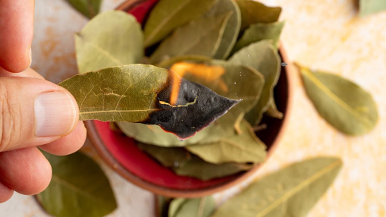 Quemar las hojas de laurel es beneficioso para el hogar pues discipa la negatividad para atraer la abundancia.