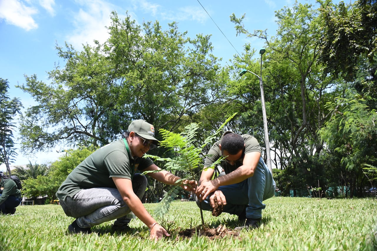 Cali: En la celebración del día del árbol Cali las diferentes autoridades medio ambientales realizaron siembras y mantenimiento de los individuos arbóleos en parques, vías y pulmones de la ciudad. Foto José L Guzmán. El País