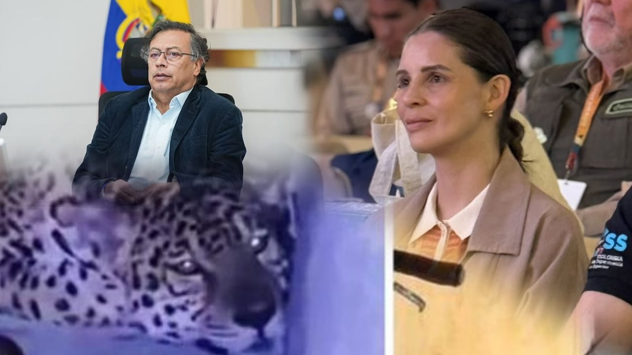 La llegada de un jaguar a la Amazonía desató cruce entre Gustavo Petro y Andrea Padilla