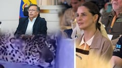 La llegada de un jaguar a la Amazonía desató cruce entre Gustavo Petro y Andrea Padilla