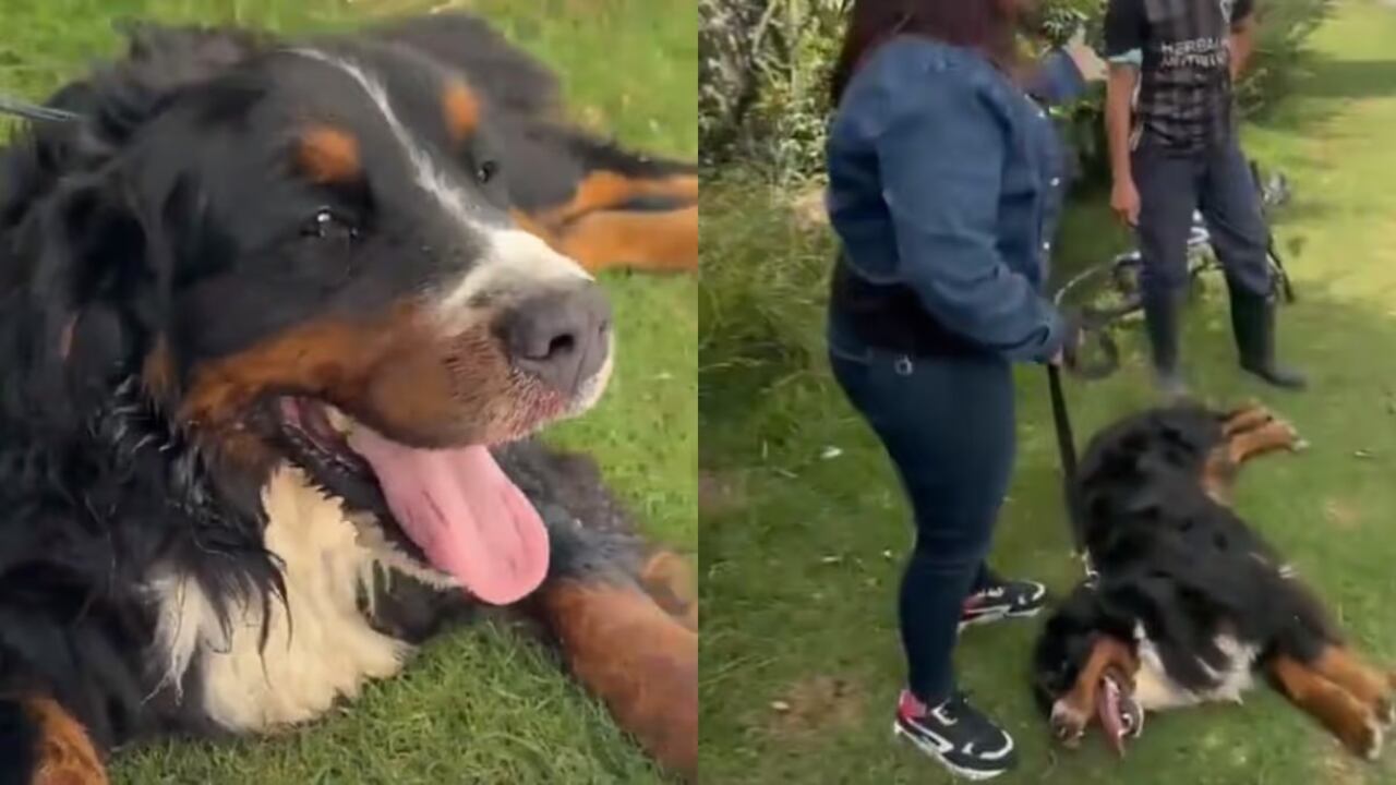 El canino atado a una bicicleta fue forzado a seguir caminando hasta que colapsó.