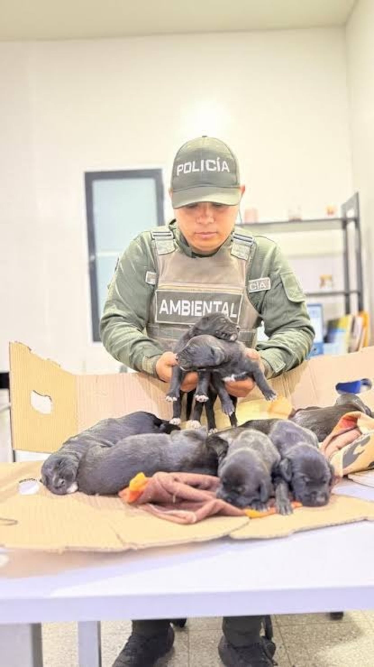 La Policía Ambiental intervino un separador de la avenida Pasoancho con carrera 70 para rescatar a ocho cachorros y a su madre de la intemperie.