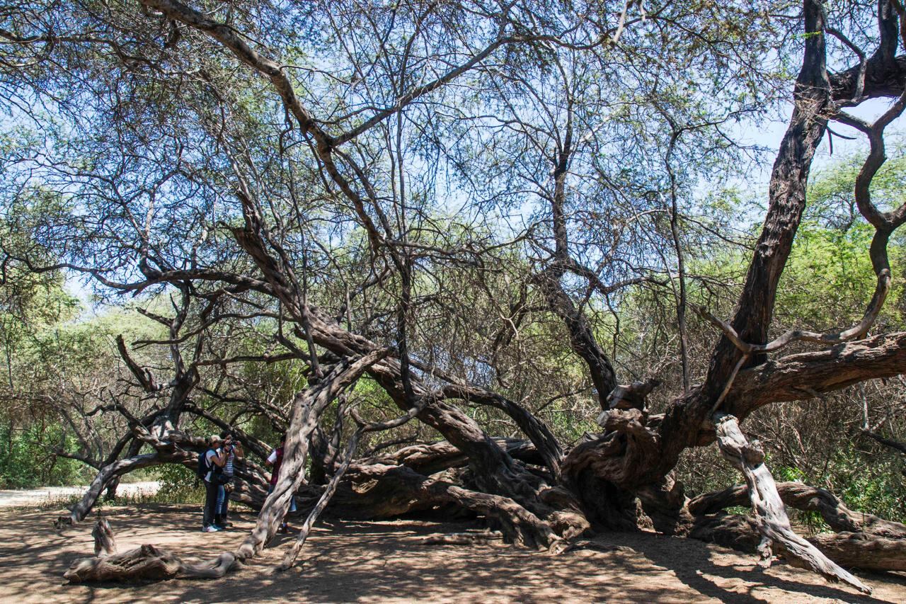 Árbol Milenario del Santuario Histórico Bosque de Pómac.