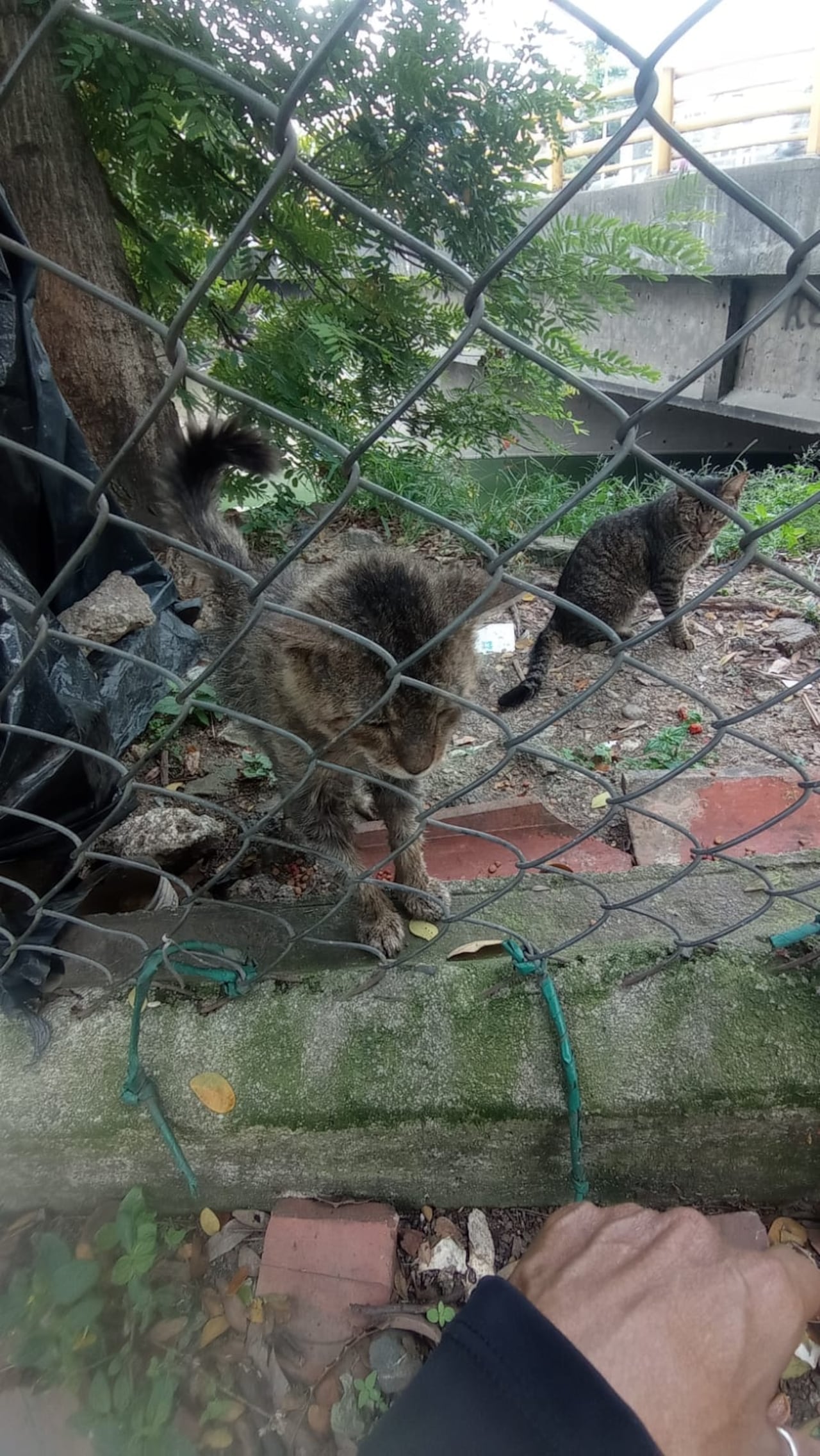 Los gatos son alimentados por las personas que viven en el sector.