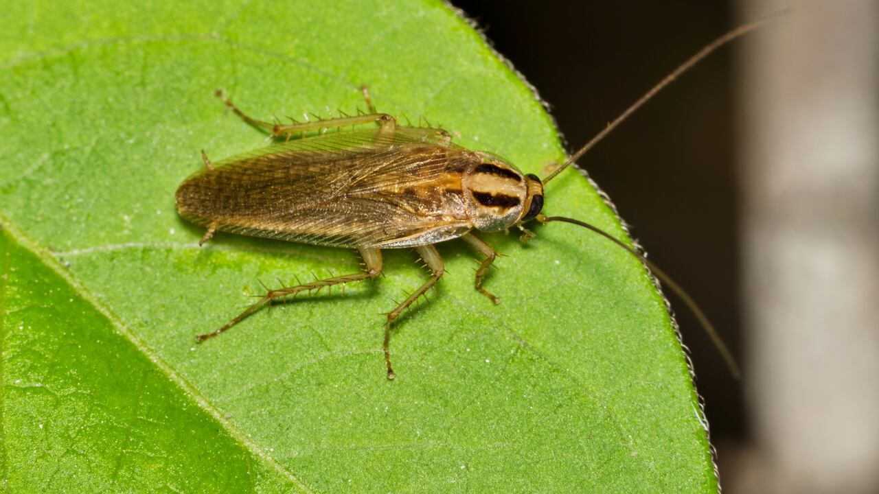 Cucaracha alemana (Blattella germanica).